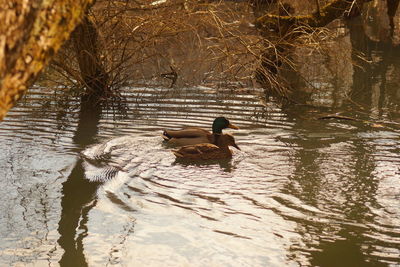 Swan swimming on lake