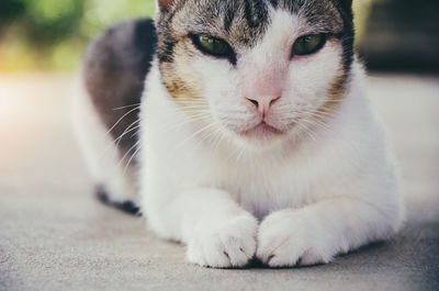 Close-up portrait of cat resting on footpath