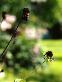 Close-up of insect on flower