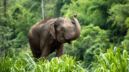 Asia elephant in thailand, asia elephants in chiang mai. elephant nature park, thailand