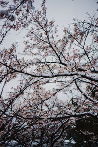 Low angle view of cherry blossoms against sky