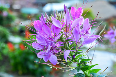 Close-up of flowers blooming outdoors