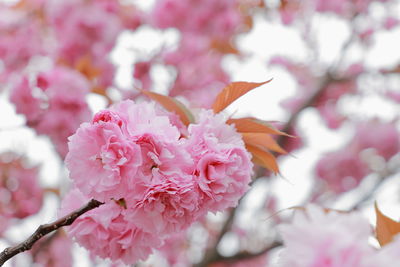 Close-up of pink cherry blossoms