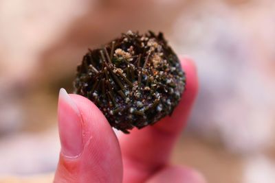 Close-up of hand holding sea cucumber 