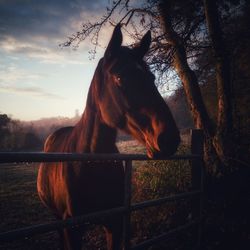 Horse in ranch