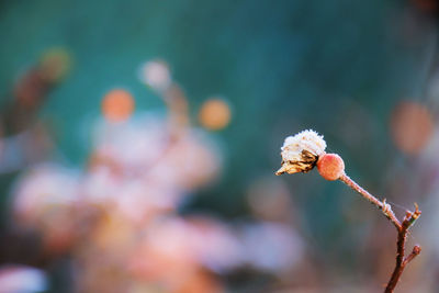 Close-up of snow on plant