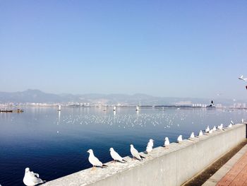 Birds on the lake