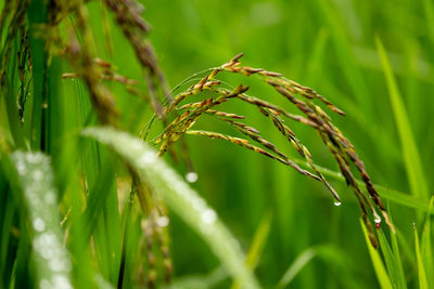 Close-up of crop growing on field