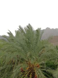 Scenic view of grassy field