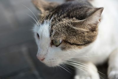Close-up of cat outdoors