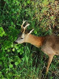 Side view of deer on grass