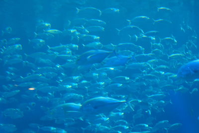 Fish swimming in aquarium