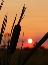 Close-up of silhouette plants against sunset sky