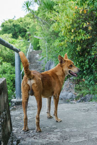 Full length of a dog standing on tree