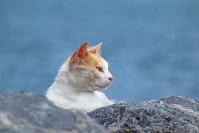 View of a cat looking away