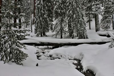 Trees on snow covered landscape