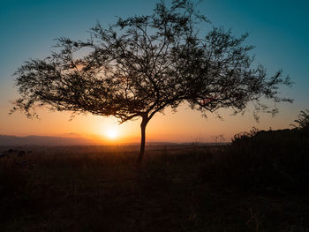 Silhouette tree on field against sky at sunset