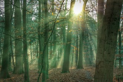 Sun shining through trees in forest