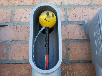 Close-up of yellow flower
