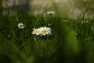 Close-up of white flowering plant on field
