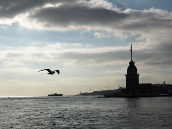 View of birds in water