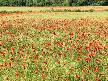 View of flowering plants on field