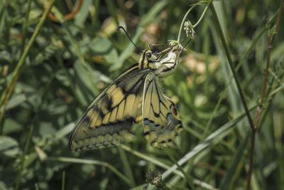 Close-up of butterfly