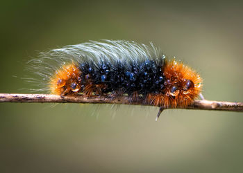 Close-up of insect