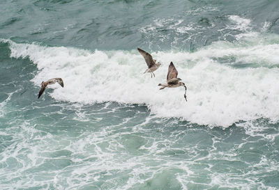 Bird flying over sea