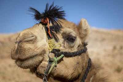 Close-up and detail of camel head with riding ropes