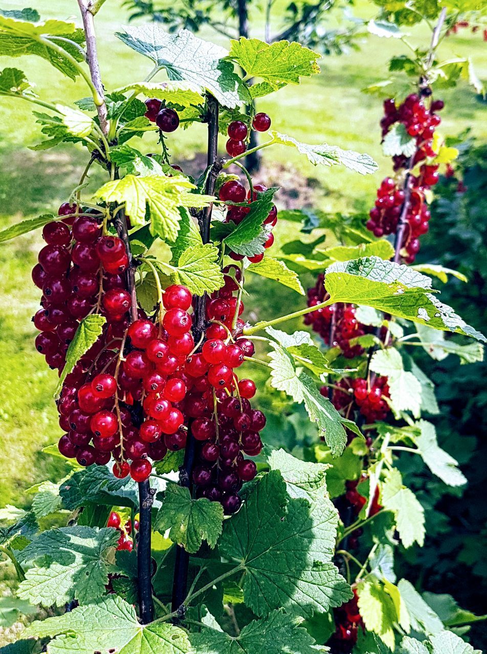 CLOSE-UP OF BERRIES ON TREE