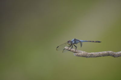 Close-up of dragonfly on plant