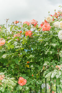 Close-up of red flowering plant