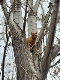 Low angle view of squirrel on tree