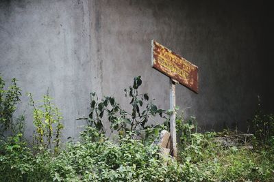 Information sign on plant