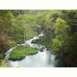 Scenic view of river in forest