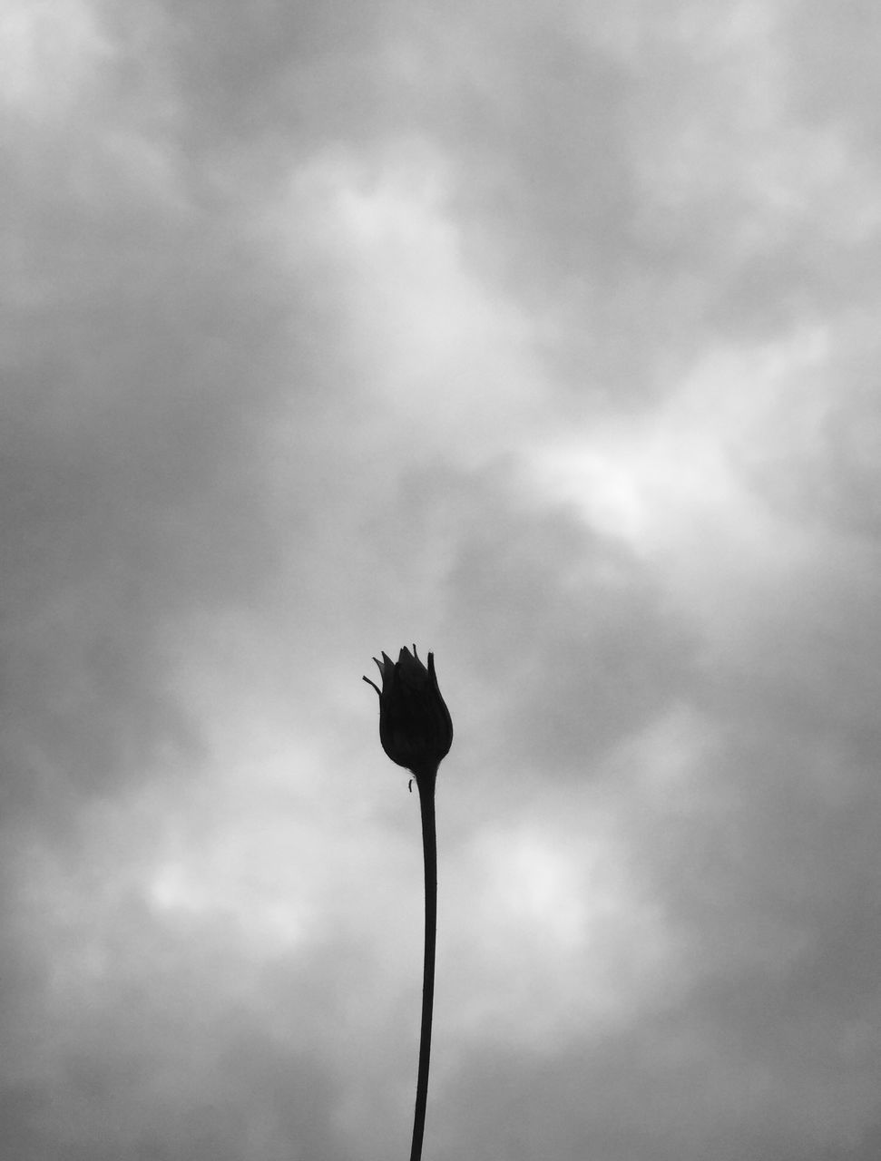 sky, low angle view, outdoors, cloud - sky, nature, flower, day, beauty in nature, no people, storm cloud, fragility, close-up