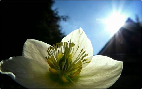 Close-up of white flowers blooming outdoors