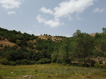 Trees on landscape against sky