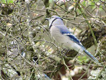 Close-up of bird perching on branch