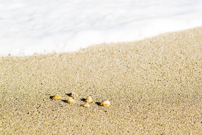 Small shells on the shore of the beach at low tide , a coruña , spain , europe