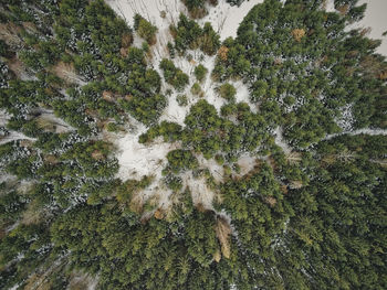 High angle view of trees growing in forest