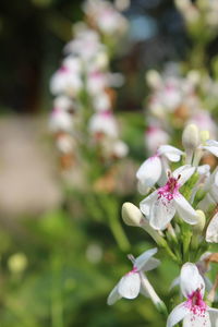 Close-up of pink flowering plant