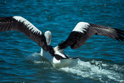 Birds flying over sea