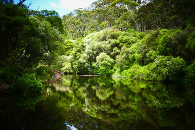 Scenic view of lake in forest