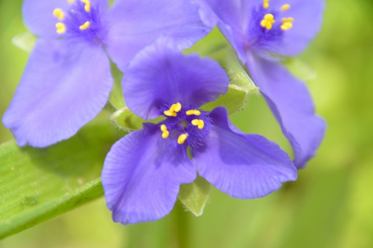 flower, petal, freshness, purple, fragility, flower head, growth, close-up, beauty in nature, nature, blooming, plant, focus on foreground, pollen, selective focus, in bloom, stamen, leaf, single flower, blossom