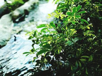 Close-up of plant growing on land