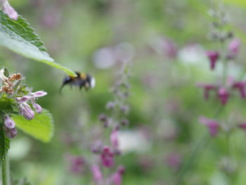Close-up of bee pollinating on flower