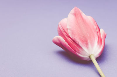 Close-up of pink tulip against white background