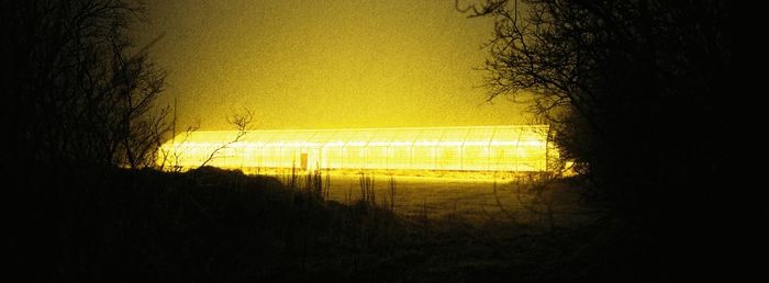 Close-up of tree against sky during sunset